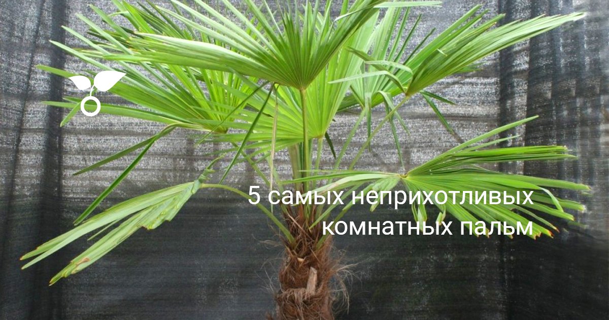 Как и когда обрезать комнатную пальму Ливистона