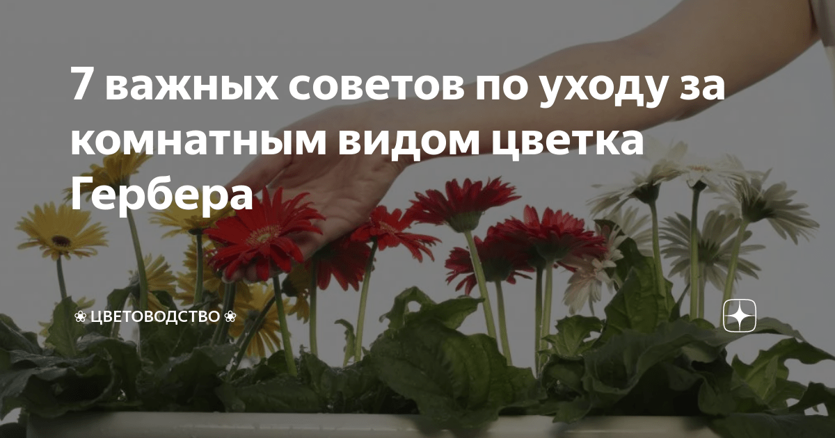 Правило 11: Сохранение декоративности герберов