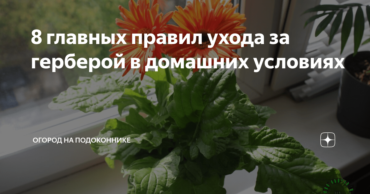 Правило 20: Правила ухода за герберами в открытом грунте
