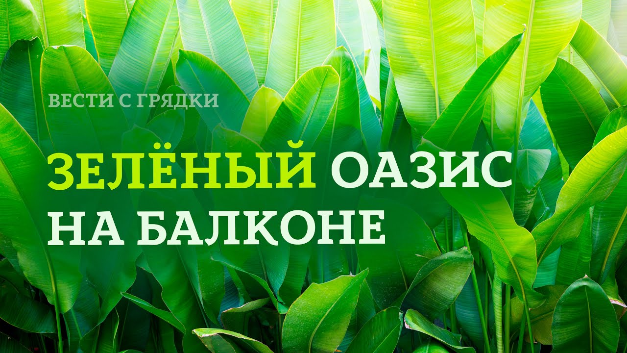 Советы по уходу за растениями: